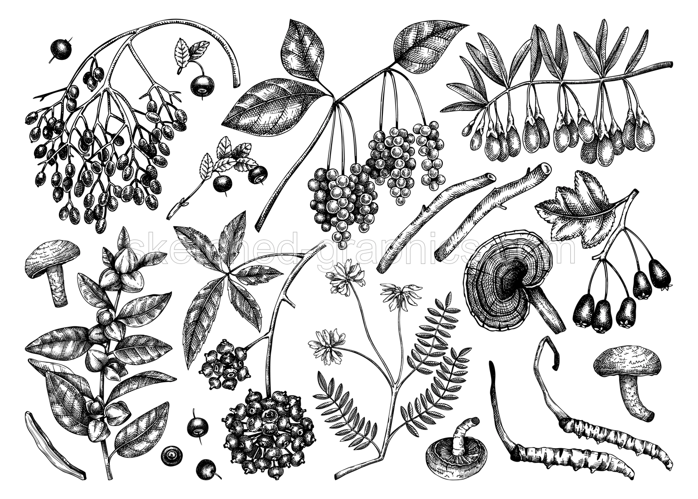 Adaptodenic plants illustrations collection. Hand-sketched medicinal berries, weeds, herbs on chalkboard. Perfect for labels or packaging. Vector plants outlines. Botanical elements in vintage style. Illustration